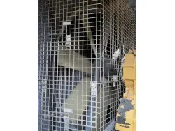 2011 ATLAS COPCO XRVS1300 CD7