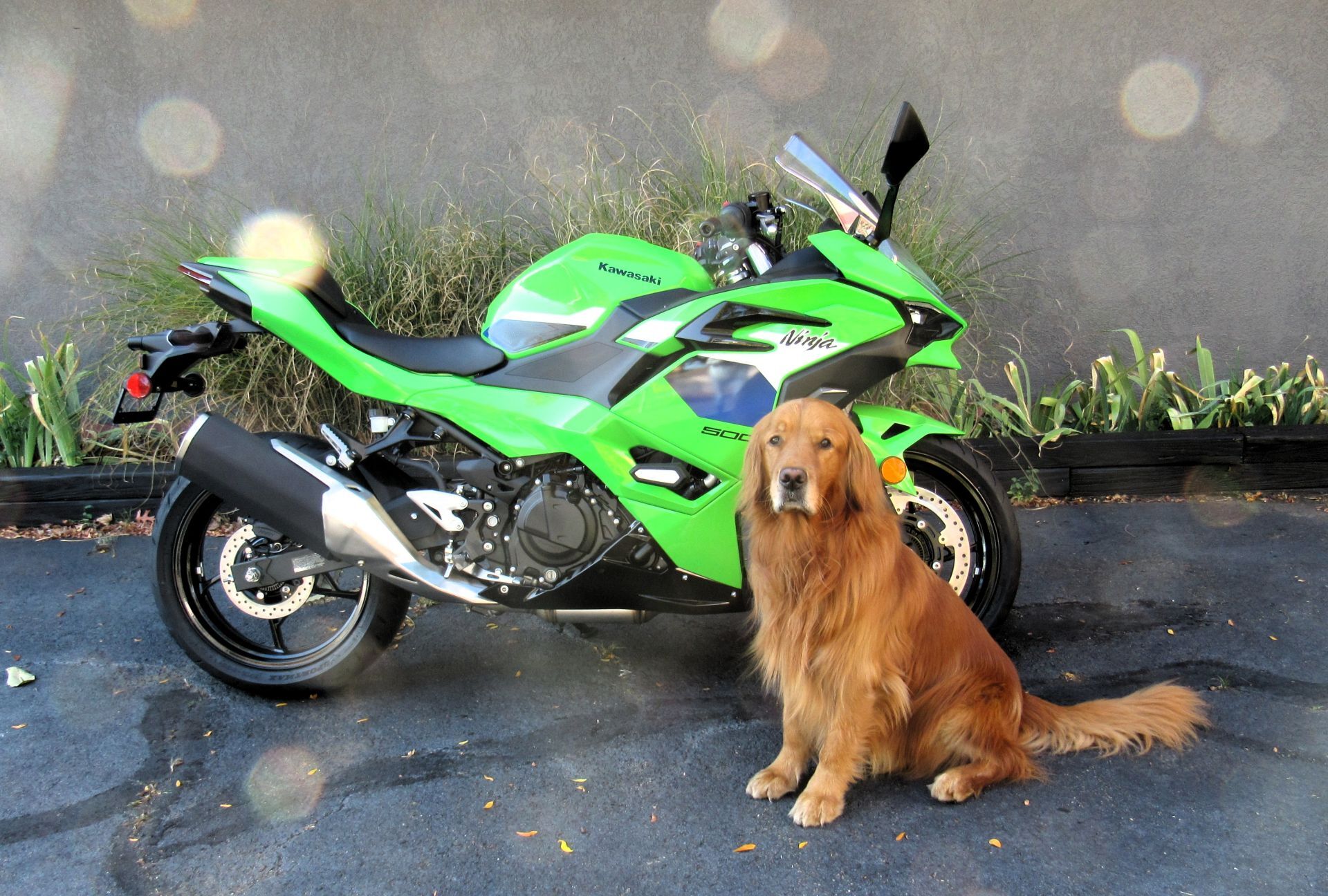 Lime Green Sportbike Motorcycles For Sale Near Accident, NH