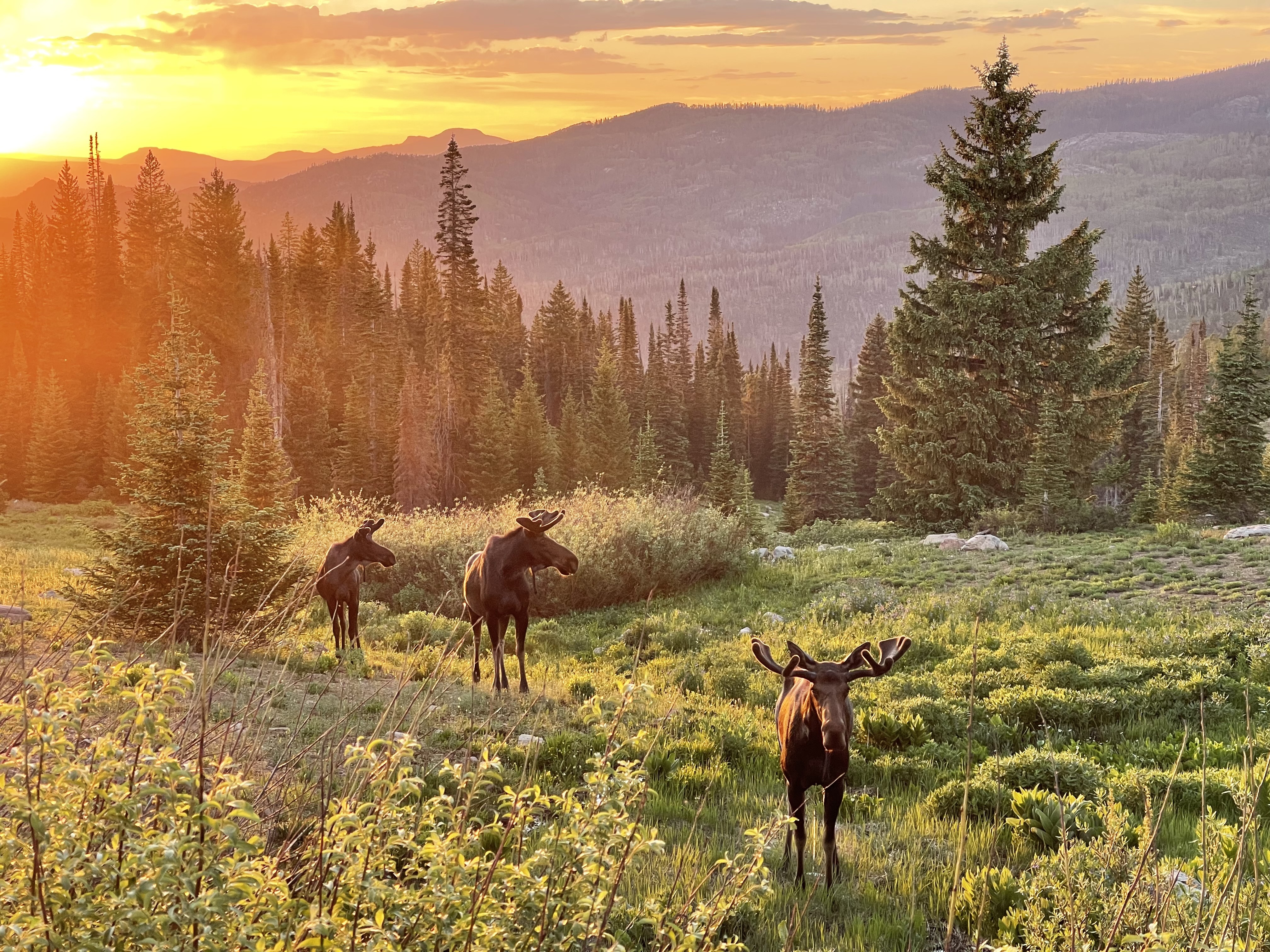 2021 Opus OP 4 BASE in windsor CO