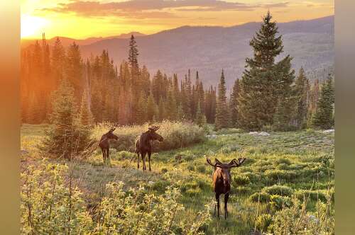 2021 Opus OP 4 BASE in windsor CO