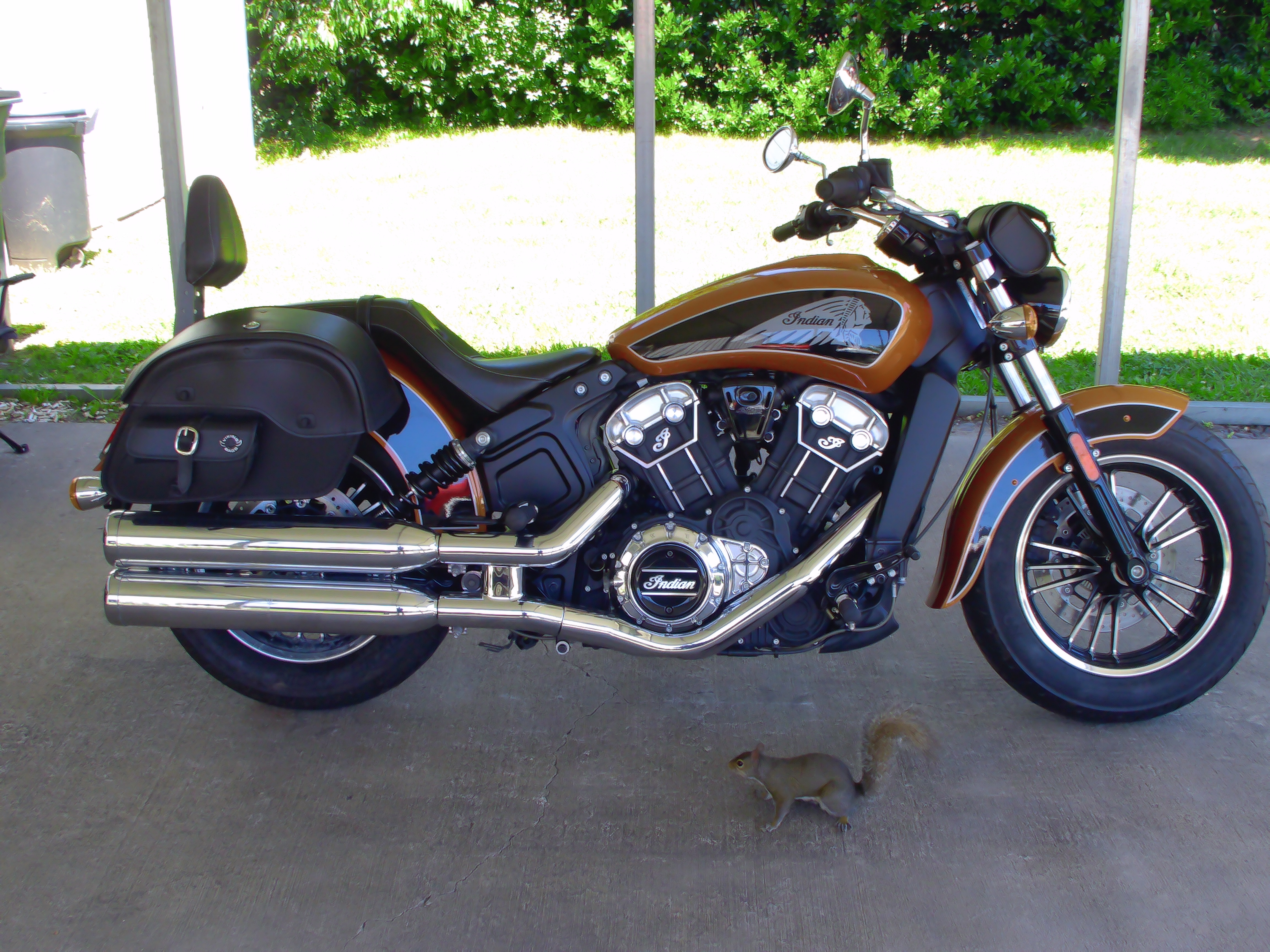 2022 Indian SCOUT ICON ICON in Asheville, NC