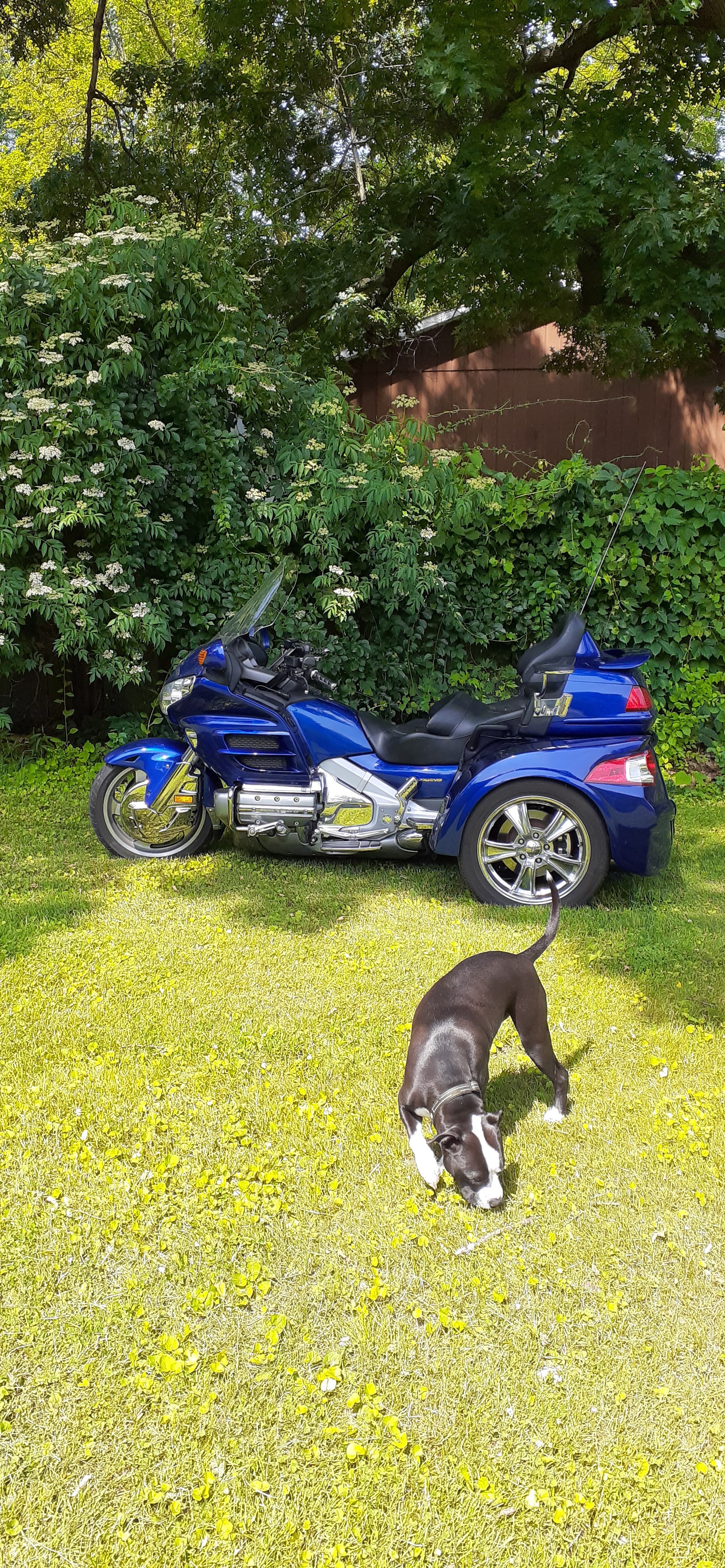 2001 Honda GOLD WING 1800 TRIKE 1800 TRIKE in Rolling Prairie, IN