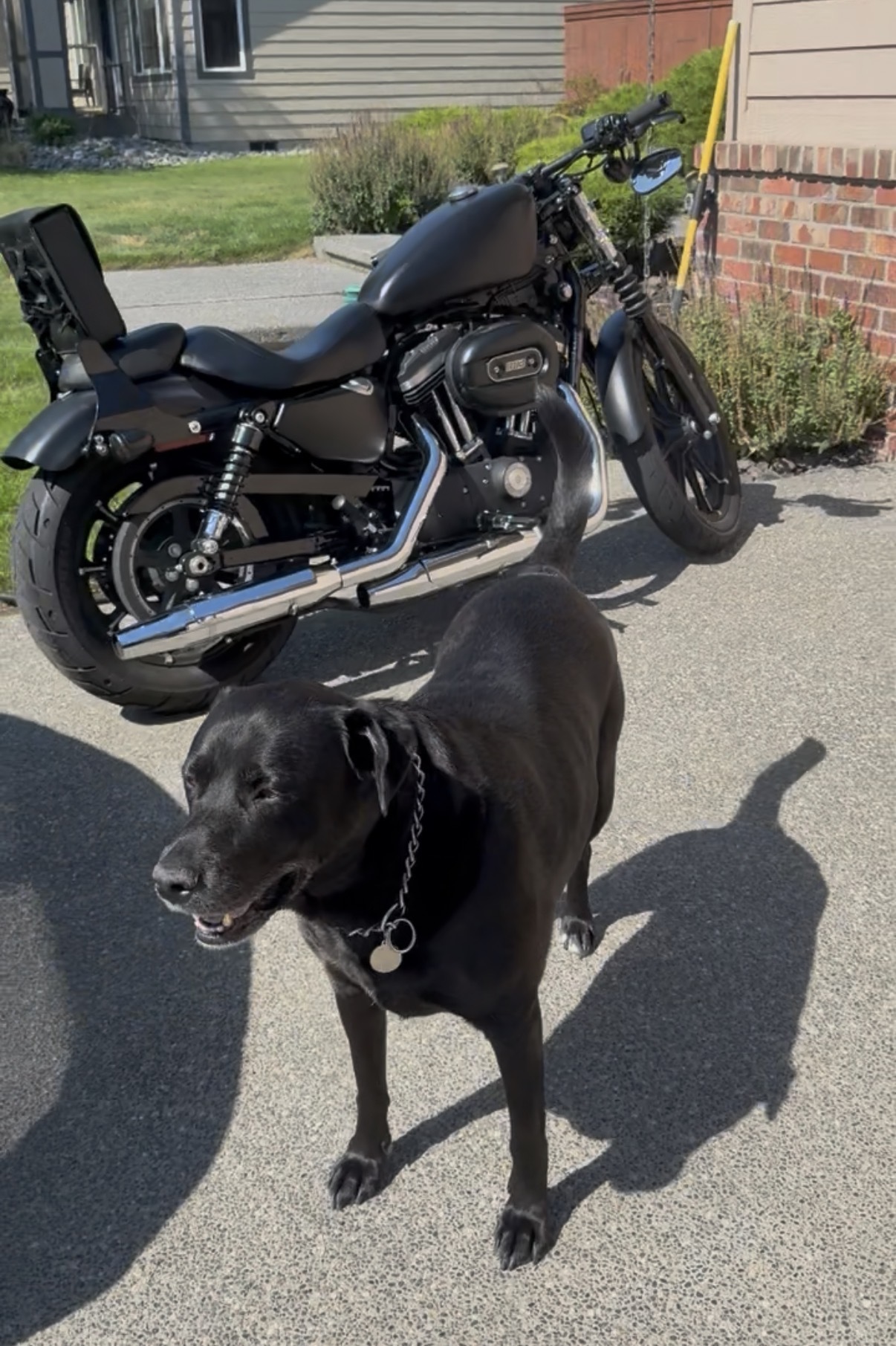 2014 Harley-Davidson SPORTSTER 883 IRON IRON in Richland, WA